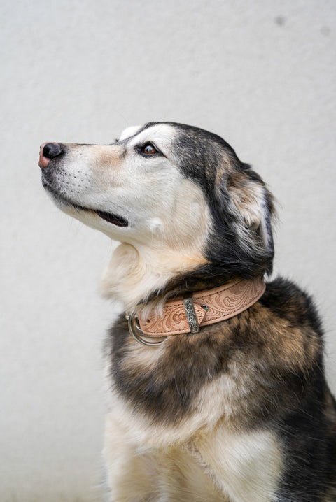 (LIMITED EDITION) Dog Collar: Embossed Western/Paisley